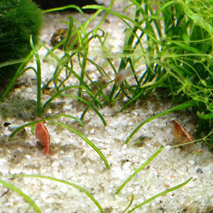 Crevettes Red Cherry