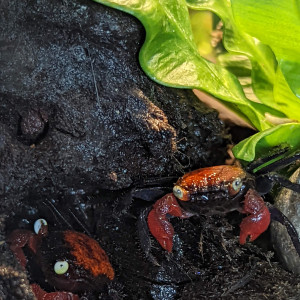 Don crabe vampire Geosesarma sp