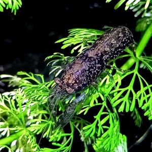 Nano écrevisses CPB