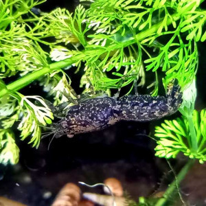 Nano écrevisses CPB