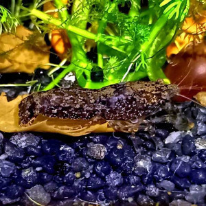 Nano écrevisses CPB