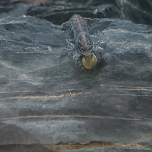 Nano écrevisses CPB