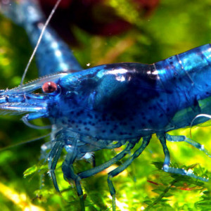 Crevettes Blue Velvet