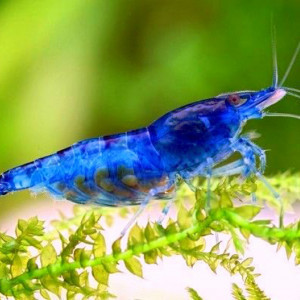 Crevettes Blue Velvet