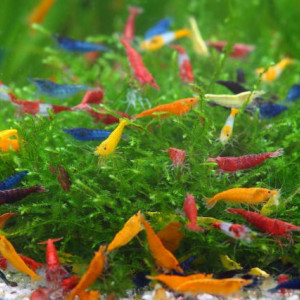 Crevettes panache de couleurs sélectionnées