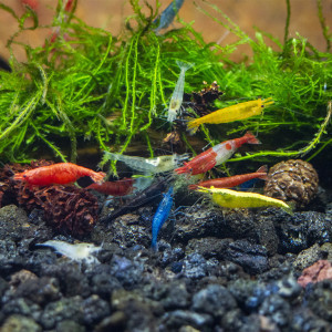 Crevettes panache de couleurs sélectionnées