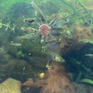 Pastille adhésive aux krill pour tout poisson