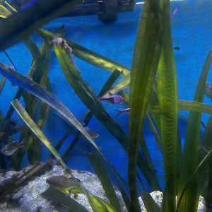 Don poissons d’eau douces