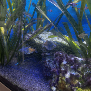 Don poissons d’eau douces