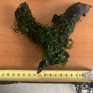 Racine de mopani + moss