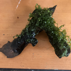 Racine de mopani + moss