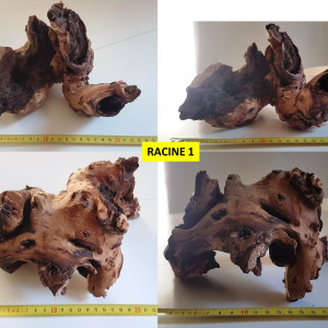 Lot de 3 racines Mopani