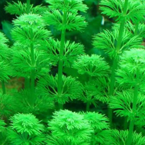 Limnophila Sessiflora