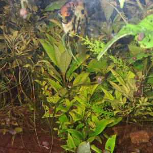 Donne divers poissons et plantes