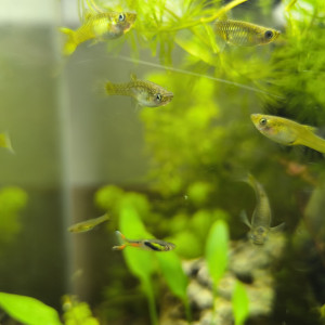 A vendre Guppys Endler