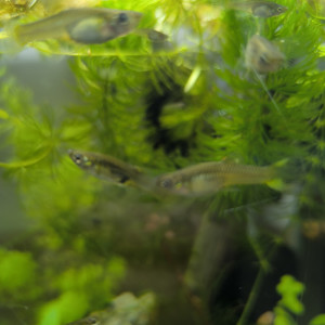 A vendre Guppys Endler