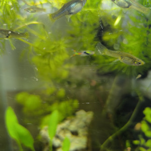 A vendre Guppys Endler