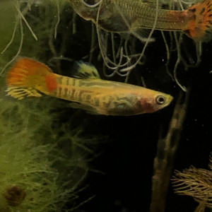 Guppy alvin