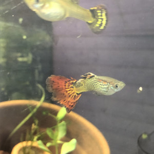 Guppy male et femelle