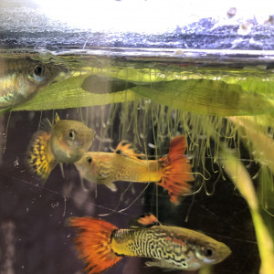 Guppy male et femelle