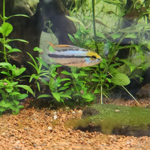 Apistogramma Trifasciata