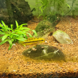 Apistogramma Trifasciata