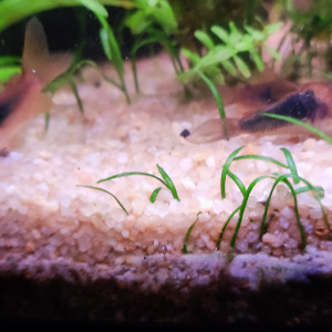 Corydoras aeneus