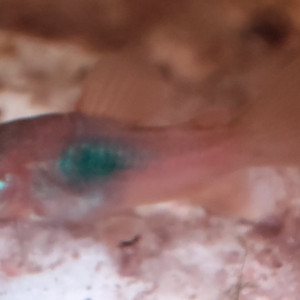 Corydoras aeneus