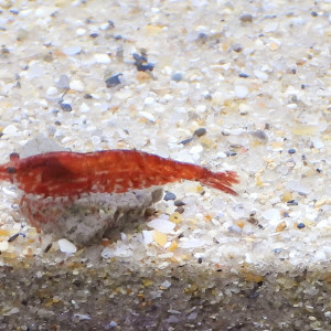 Crevettes neocaridinae