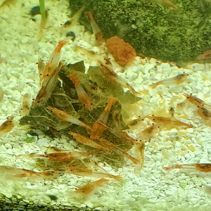 Crevettes neocaridinae