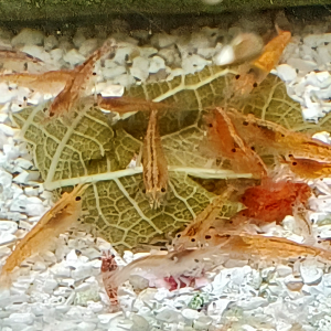 Crevettes neocaridinae