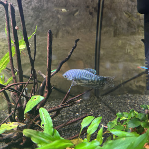 Couple Gourami