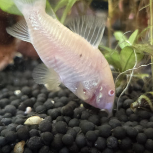 Corydoras albinos alevins 12€ le lot de 4