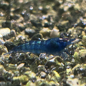 Blue Velvet / dream