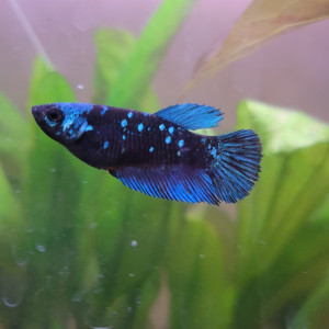 Femelle betta galaxy plakat koi