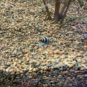 escargots assassin a vendre Anentome helena