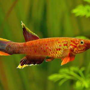 Aphyosemion australe (Cap Lopez)