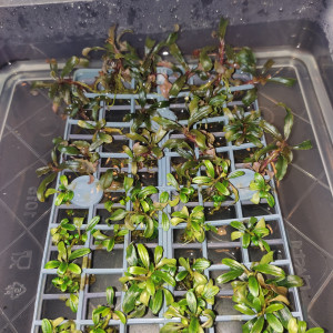 Bucephalandra Kedagang