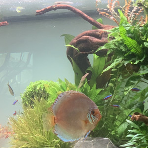 Discus Stendker Tourquoise
