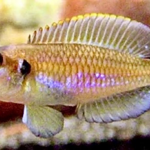 3 Mâles Lamprologus ocellatus