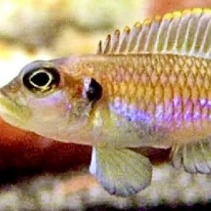 3 Mâles Neolamprologus ocellatus