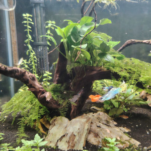 Vend aquarium 60L casi neuf