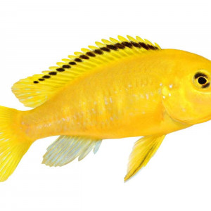 Don ou échange Labidochromis