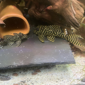 Bonjour suite à un changement de projet disponible Andresy 78  (Yvelines)