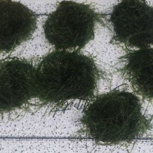 Bonjour suite à un changement de projet disponible Andresy 78  (Yvelines)