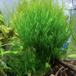 Bonjour suite à un changement de projet disponible Andresy 78  (Yvelines)