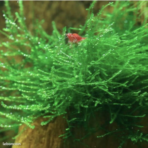 Bonjour suite à un changement de projet disponible Andresy 78  (Yvelines)