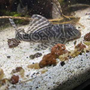 Bonjour suite à un changement de projet disponible Andresy 78  (Yvelines)