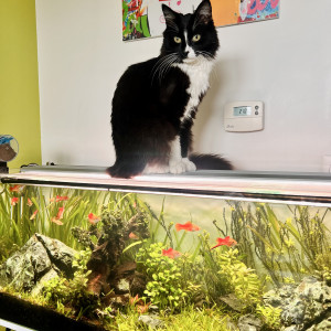 Donne Xyphophorus (famille)