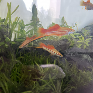 Donne Xyphophorus (famille)